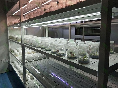 章贡植物组织培养实验室设计建设方案